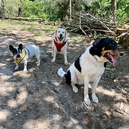 Quinta Das Bollotas * Fafe