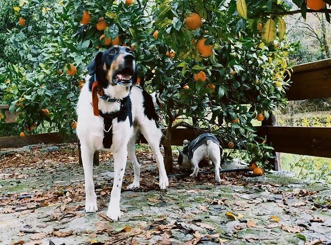 Quinta Das Bollotas פאפה