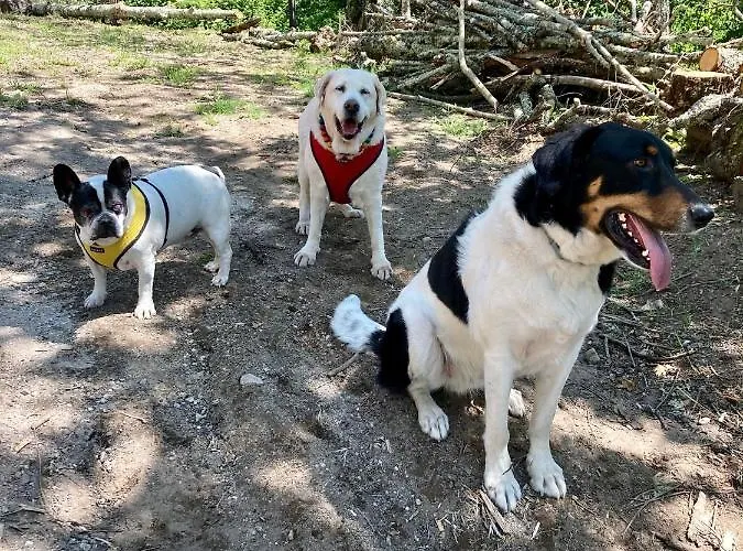 Quinta Das Bollotas * פאפה